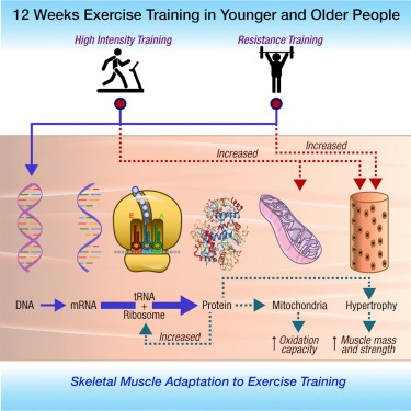 12-weeks-exercise-training-graphic.jpg